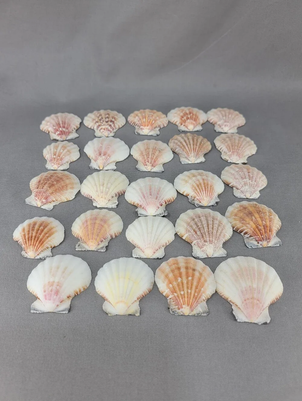 Scallop Seashell Shell Coastal Beach Decor Crafts Miscellaneous Lot